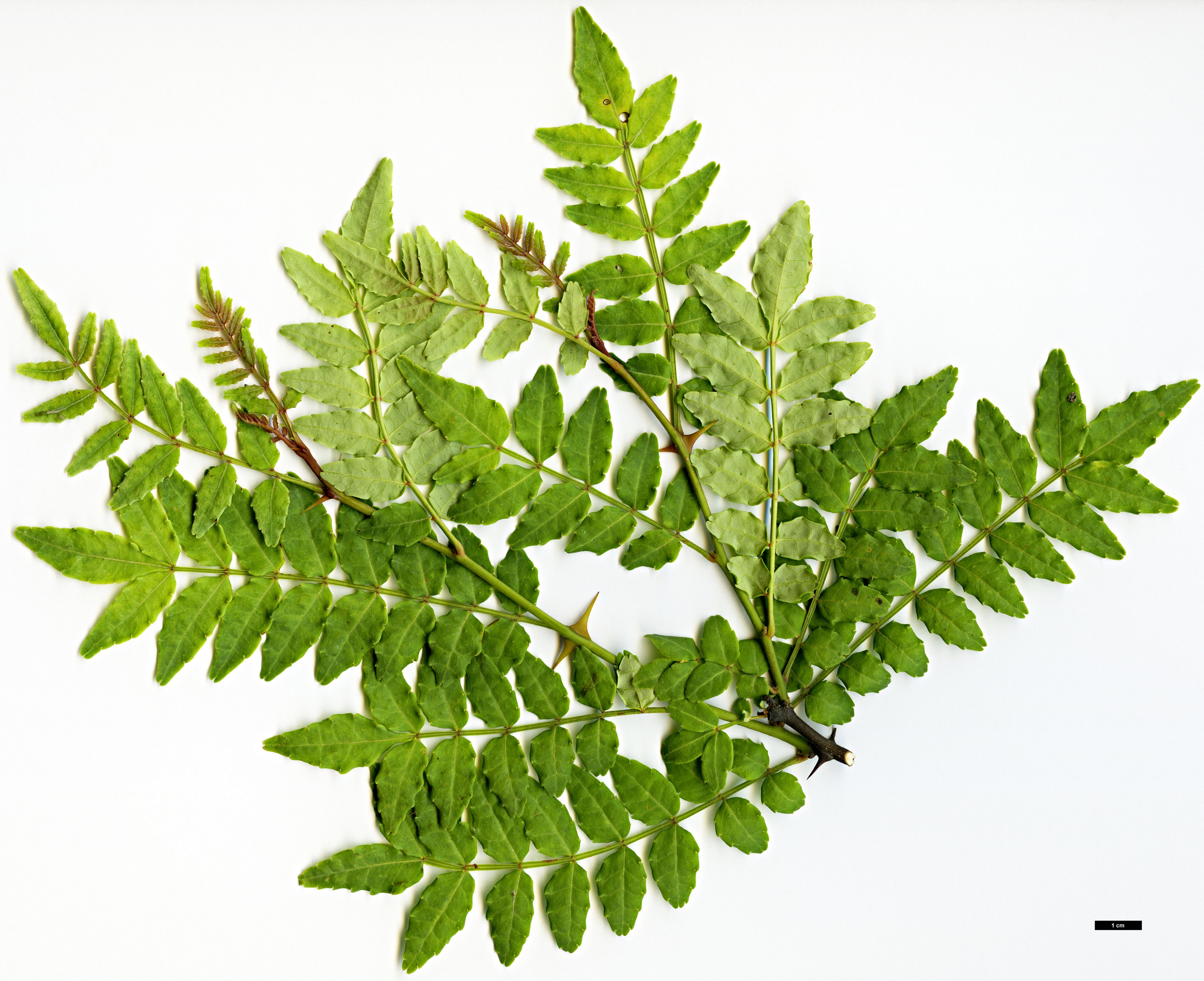 High resolution image: Family: Rutaceae - Genus: Zanthoxylum - Taxon: piperitum - SpeciesSub: f. brevispinosum